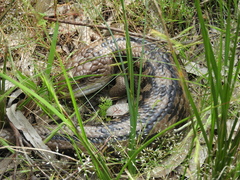Tiliqua nigrolutea