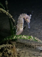 Hippocampus subelongatus