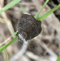 Dysbatus singularis