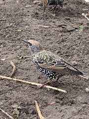 Sturnus vulgaris