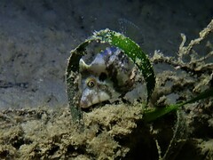 Scobinichthys granulatus