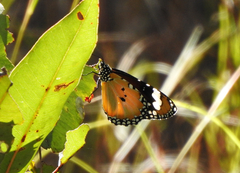 Danaus petilia