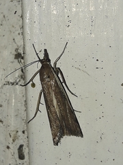 Orocrambus flexuosellus