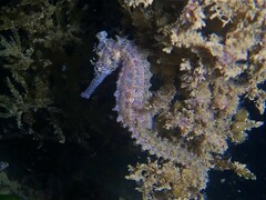 Hippocampus subelongatus