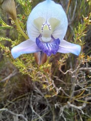 Disa purpurascens