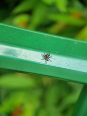 Mintonia protuberans