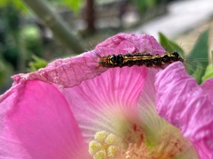Orvasca subnotata