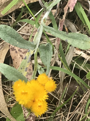 Chrysocephalum apiculatum