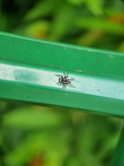 Mintonia protuberans