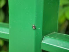 Mintonia protuberans