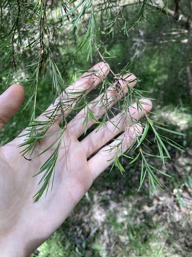 Melaleuca linariifolia