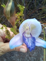 Disa purpurascens