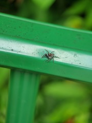 Mintonia protuberans