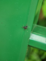 Mintonia protuberans