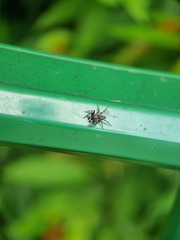 Mintonia protuberans