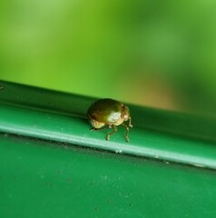 Hemisphaerius