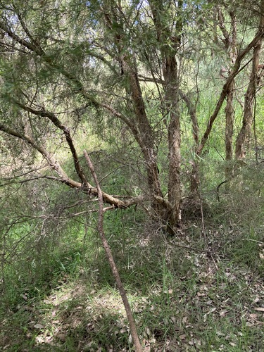 Melaleuca linariifolia