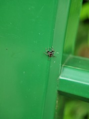 Mintonia protuberans