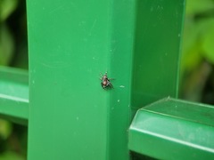 Mintonia protuberans