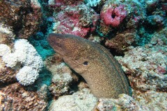 Gymnothorax javanicus