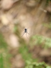 Leucauge argentina