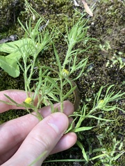 Triptilodiscus pygmaeus