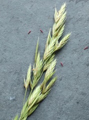 Bromus catharticus catharticus