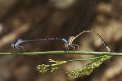 Argia munda