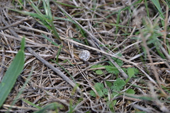 Backeljaia gigaxii
