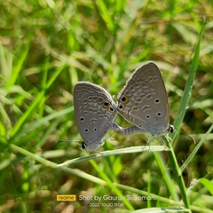 Euchrysops cnejus
