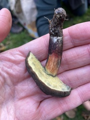 Xerocomellus cisalpinus