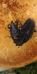 Rhynchophorus