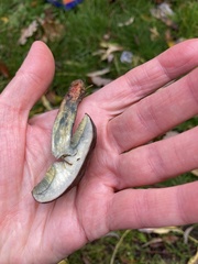 Xerocomellus cisalpinus