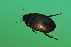 Agabus bipustulatus
