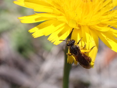 Parasphecodes