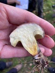 Xerocomellus cisalpinus