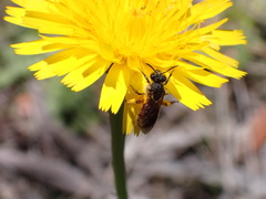 Parasphecodes