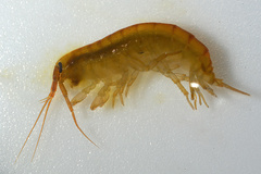 Echinogammarus marinus