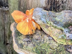 Pluteus aurantiorugosus