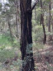 Eucalyptus fibrosa