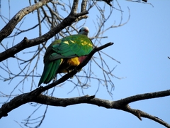 Ptilinopus magnificus