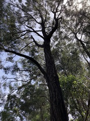 Eucalyptus fibrosa