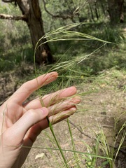 Austrostipa rudis