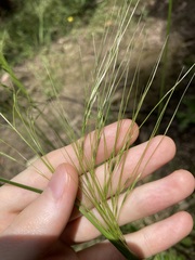 Austrostipa rudis
