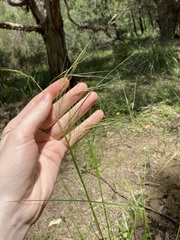 Austrostipa rudis