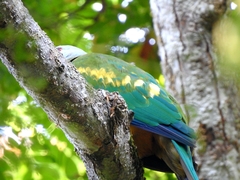 Ptilinopus magnificus