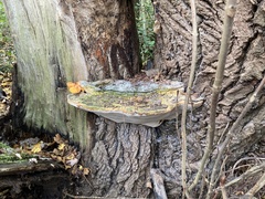 Rigidoporus ulmarius