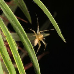 Oxyopes variabilis