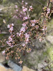Kunzea parvifolia