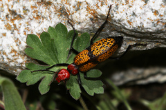 Tegrodera aloga